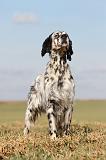 SETTER ANGLAIS 186